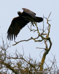 mature golden eagle / Mount Diablo