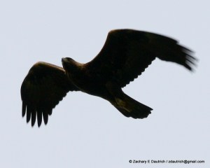 mature golden eagle / Mt Diablo