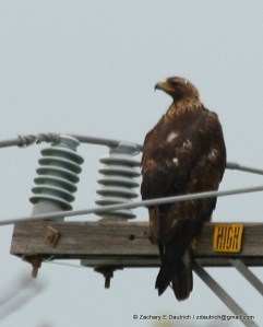 mature golden eagle / Mount Diablo