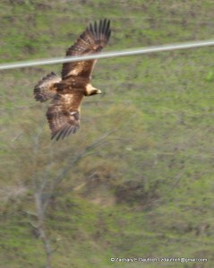 mature golden eagle / Mount Diablo