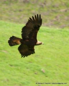 mature golden eagle / Mount Diablo
