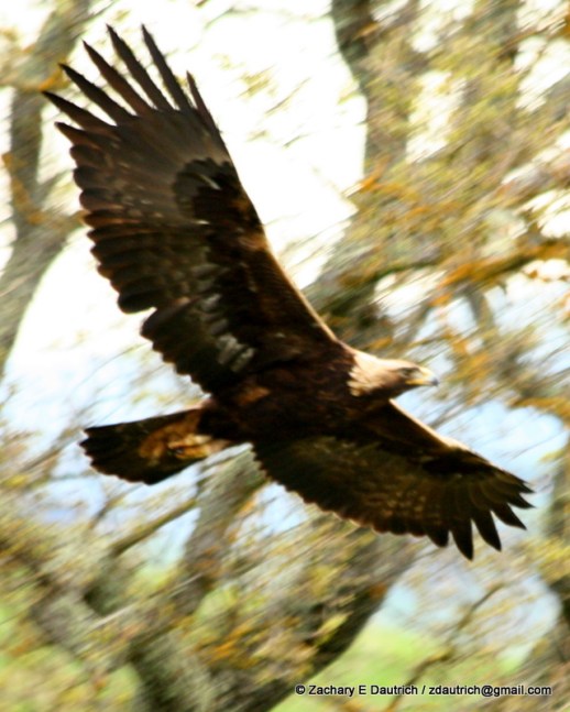 mature golden eagle / Mount Diablo