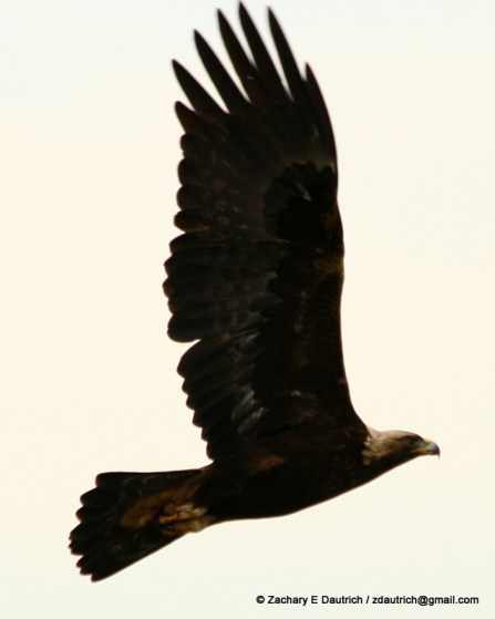 adult golden eagle / Mt Diablo CA