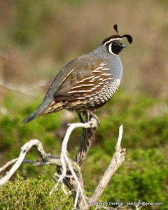 CA quail (male) - Pt Reyes National Seashore