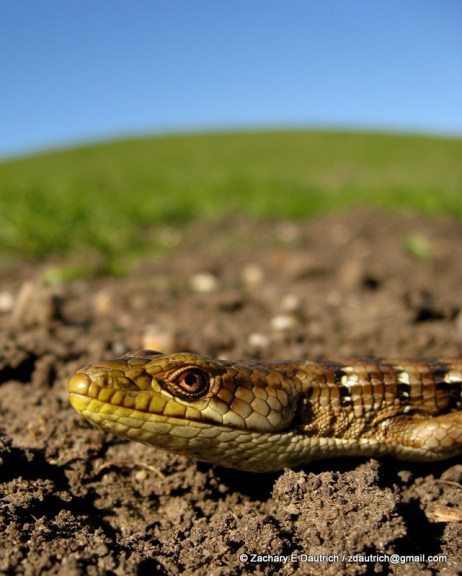 alligator lizard 01 / Mt Diablo CA
