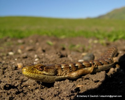 alligator lizard 01 / Mt Diablo CA