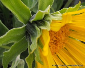 flower / Diablo Foothills CA