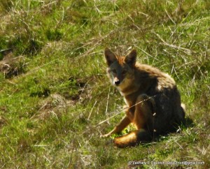 suprised coyote / Sonoma Coast CA