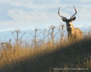 black-tailed deer / Sonoma Coast CA