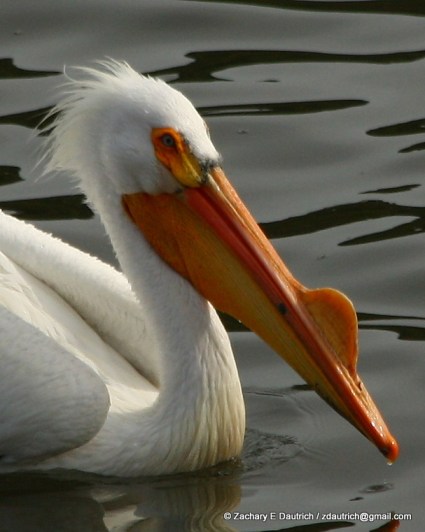 white pelican 04 / Lafayette Reservoir CA