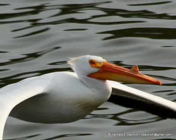 white pelican 06 / Lafayette Reservoir CA