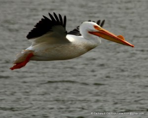 white pelican 01 / Lafayette Reservoir CA