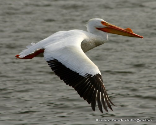white pelican 05 / Lafayette Reservoir CA