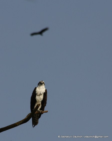 osprey and vulture 01 / Lafayette Reservoir CA