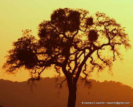 valley oak tree at sunset / Mt Diablo CA