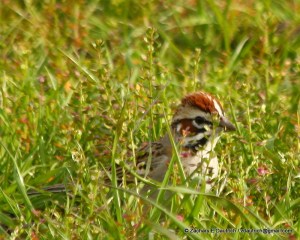 lark sparrow / Diablo Foothills CA