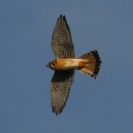 american kestrel 01 / Diablo Foothills CA