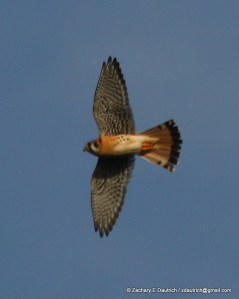 american kestrel 01 / Diablo Foothills CA