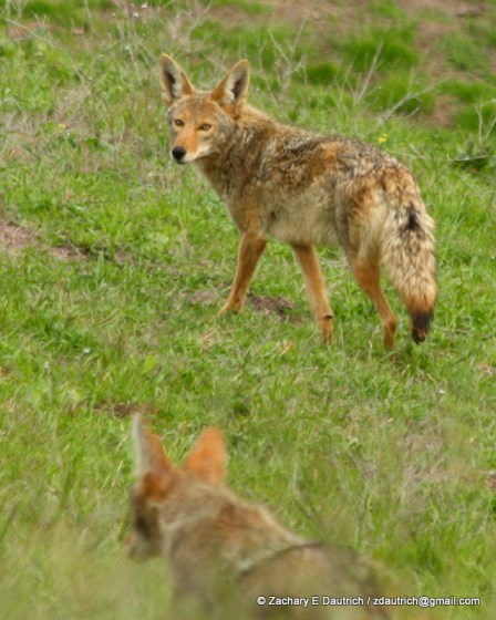 coyotes / Mt Diablo CA