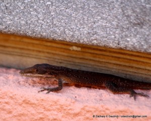 mystery lizard (anole?) / coastal SC