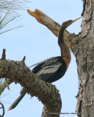 anhinga / coastal South Carolina