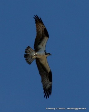osprey soaring / coastal South Carolina