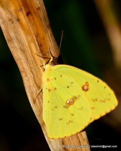 butterfly / Pickney Island National Wildlife Refuge SC