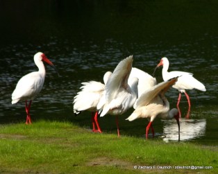 white ibis stand / Pickney Island National Wildlife Refuge SC