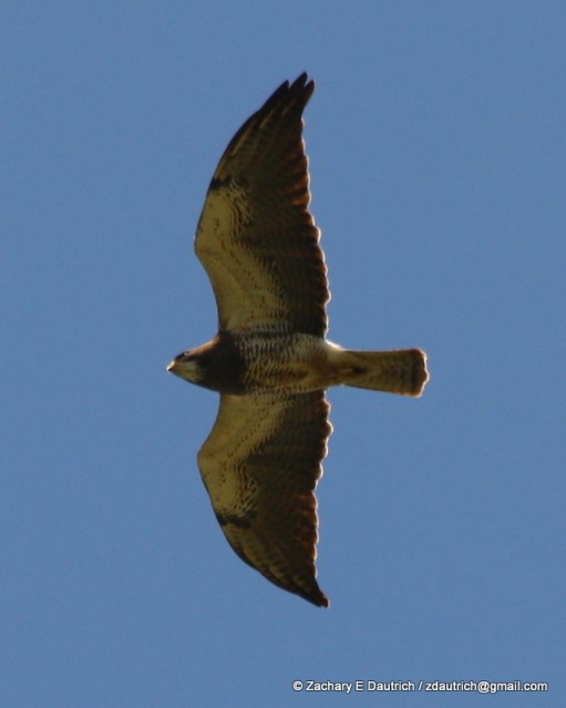 swainson's hawk 01 / Pt Reyes NS CA