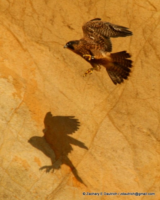 recently fledged peregrine falcon juvenile / Northern CA coast