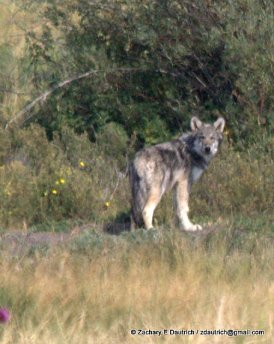 wolf gaze 01 / Grand Teton National Park WY