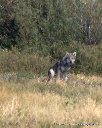 wolf gaze 02 / Grand Teton National Park WY