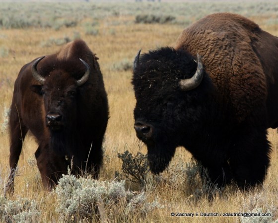 bison / Grand Teton National Park WY