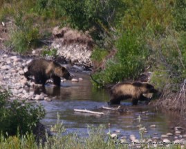 griz and cub 2 / Grand Teton National Park WY