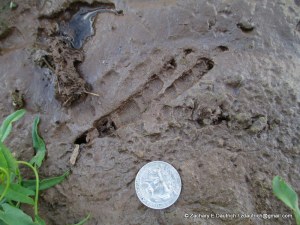 raven track / western CO