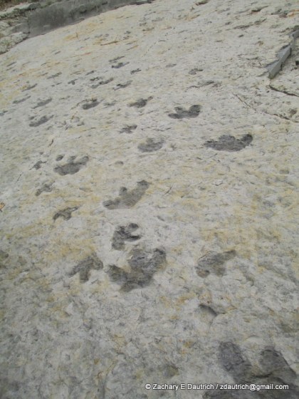 Iguanodon and Ornithomimus dinosaur tracks / Dinosaur Ridge CO