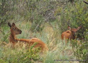 elk calves