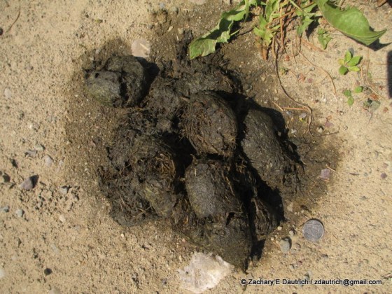 IMG_0281 griz poop grizzly scat / Bridger-Teton National Forest