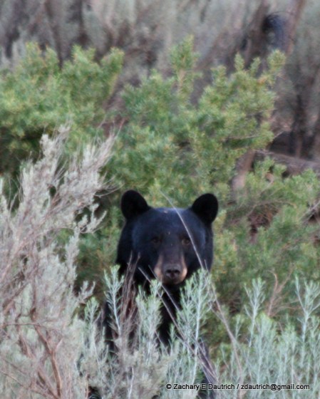 black bear peeper