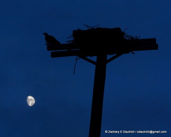 osprey nest and moon
