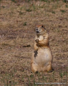 tai chi prairie dog / Dinosaur Ridge CO