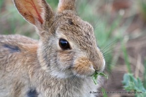 young rabbit / Dinosaur Ridge CO