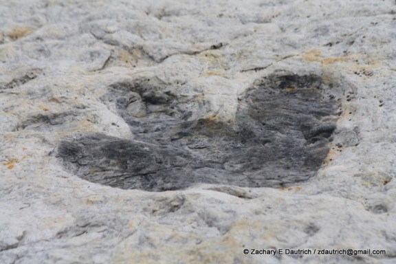 Iguanodon dinosaur track / Dinosaur Ridge CO