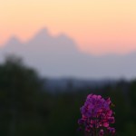 fireweed, fire sky, and the Tetons / Bridger-Teton National Forest