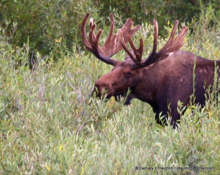 IMG_9700 v1 bull moose 02 bull moose 02 / Teton National Park