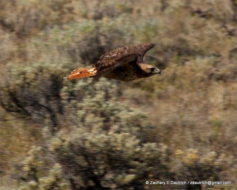 IMG_9709 v1 red-tailed hawk red-tailed hawk 01 / Gros Ventre Wilderness