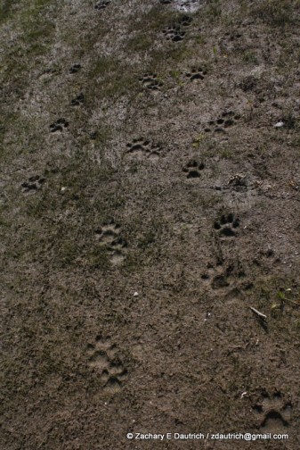 wolf tracks / Grand Teton National Park