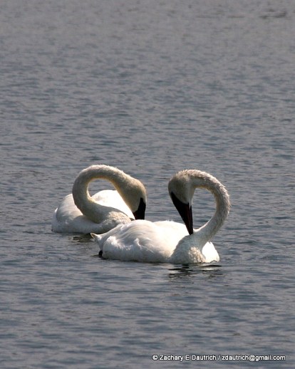 swans 02 / Grand Teton National Park WY