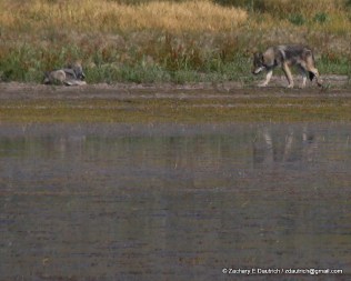 wolves / Grand Teton National Park WY