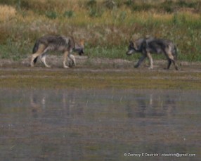 wolf greeting / Grand Teton National Park WY